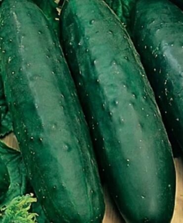 Marketmore 76 Cucumber Seeds | NON-GMO | Heirloom | Fresh Garden Seeds