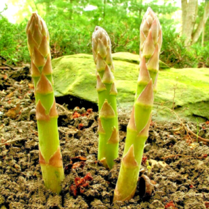 150+ ASPARAGUS SEEDS PERENNIAL AUTUMN GARDEN VEGETABLE HEIRLOOM NON-GMO USA