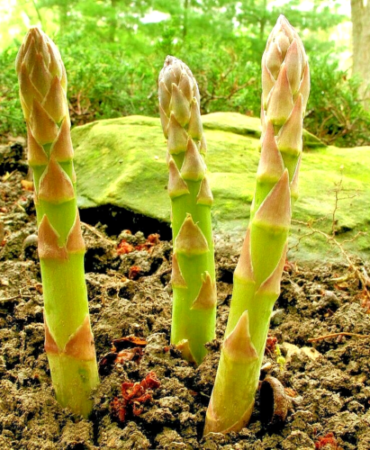 150+ ASPARAGUS SEEDS PERENNIAL AUTUMN GARDEN VEGETABLE HEIRLOOM NON-GMO USA