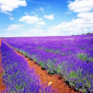 1200+ LAVENDER VERA SEEDS SPRING MOSQUITO INSECT REPELLENT PERENNIAL NON-GMO USA