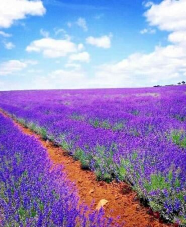1200+ LAVENDER VERA SEEDS SPRING MOSQUITO INSECT REPELLENT PERENNIAL NON-GMO USA