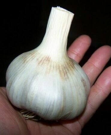 100 German Giant Garlic Seeds Bulb Seed Organic Natural Home Vegetable Garden