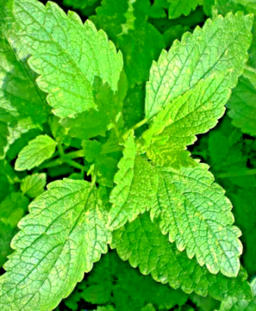 1000 LEMON BALM CITRONELLA PERENNIAL SEEDS MOSQUITO INSECT REPELLENT NON-GMO US