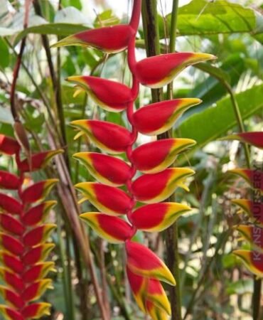 HELICONIA  ROSTRATA HANGING LOBSTER CLAW  LIVE RHIZOME EXOTIC TROPICAL PLANT
