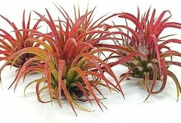 5 Pack Ionantha Fuego Red Air Plants - Low Maintenance - Exotic Variety