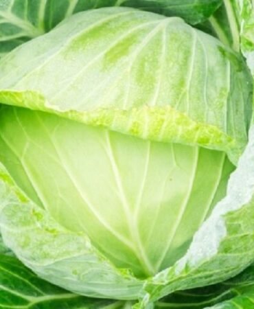 Golden Acre Cabbage Seeds  | NON-GMO | Heirloom | Fresh Garden Seeds