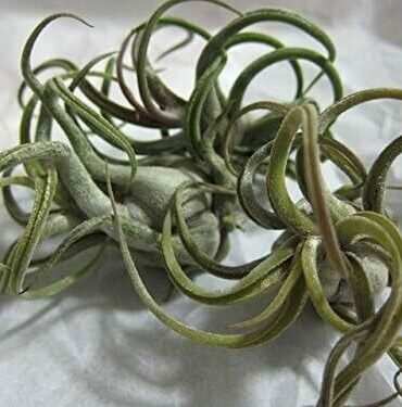 5 Pack Caput Medusae Air Plants - Low Maintenance Tilandsia - Exotic Variety