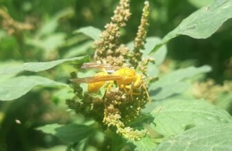 a close up of a yellow insect on a plant