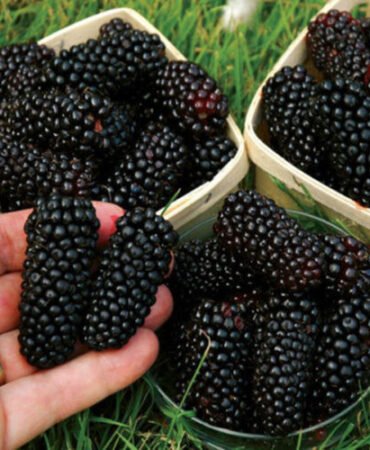 Dwarf Blue Curled Scotch Kale Seeds | Heirloom | Non-GMO | Fresh Garden Seeds