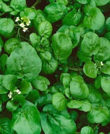 Watercress Cress Seeds | NON-GMO | Heirloom | Fresh Garden Seeds