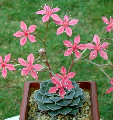 Graptopetalum Bellum exotic succulent rare mesembs flowering plant 100 SEEDS