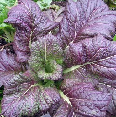 Red Giant Mustard Seeds, Brassica juncea, NON-GMO, Garden Growing, FREE SHIPPING