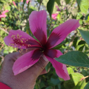 EXOTIC TROPICAL FIJI ISLAND HIBISCUS WELL ROOTED STARTER LIVE PLANT 5" TALL