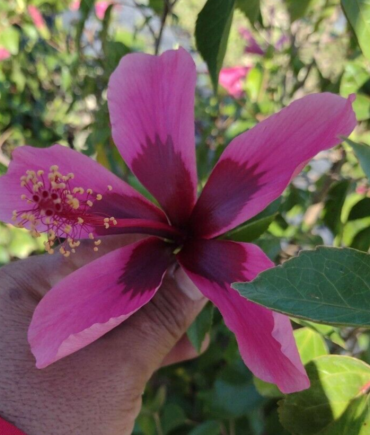 EXOTIC TROPICAL FIJI ISLAND HIBISCUS WELL ROOTED STARTER LIVE PLANT 5" TALL