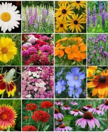 Wildflower Mix ALL PERENNIAL Heirloom Pollinator Garden USA Non-GMO 1000+ Seeds