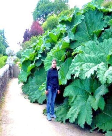 25 GUNNERA MANICATA SEEDS "Dinosaur Food" Giant Hardy Exotic Flower Plant RARE!