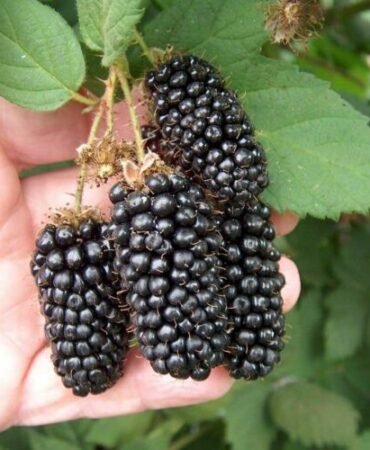 100 Pc Giant Thornless Blackberry Seeds Fruit Vegetable Seed Home Garden Plant