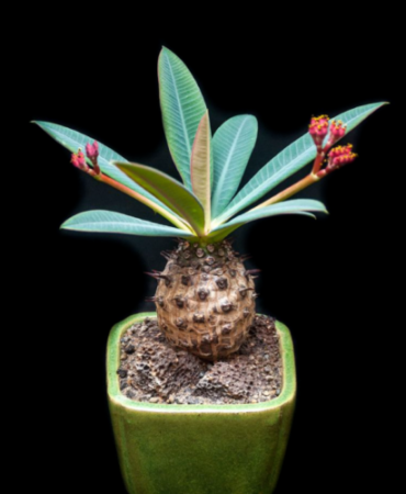 RARE EUPHORBIA PACHYPODIOIDES @ exotic succulent cactus cacti plant seed 5 SEEDS