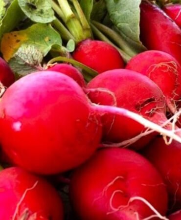 Crimson Giant Radish Seeds | NON-GMO | Heirloom | Fresh Garden Seeds
