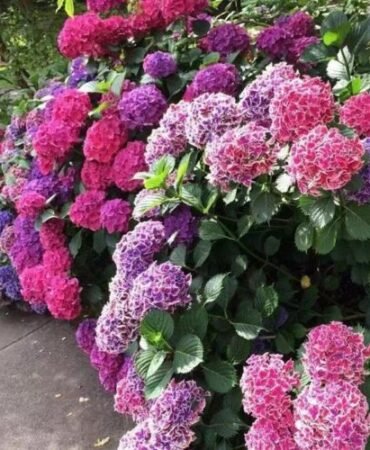 20 HYDRANGEA FLOWER SEEDS rare exotic ball bloom plant garden bush b germination