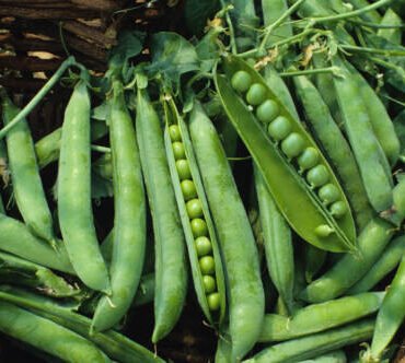 Green Arrow Garden Pea Seeds, High Yielding, NON-GMO, Heirloom, FREE SHIP