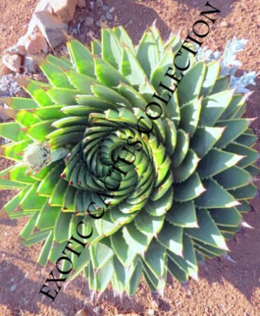 ALOE POLYPHYLLA spiral succulent rare agave plant exotic seed 25 SEEDS