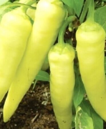 Sweet Banana Pepper Seeds  | NON-GMO | Heirloom | Fresh Garden Seeds