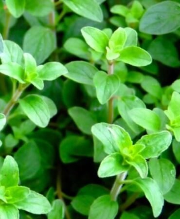 Greek Oregano Seeds Seeds | NON-GMO | Heirloom | Fresh Garden Seeds