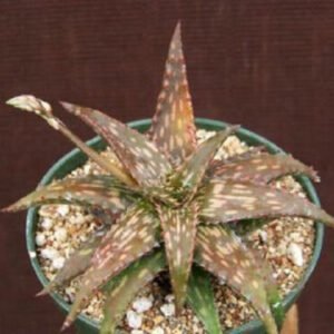 Aloe jucunda exotic rare succulent plant cacti cactus 4