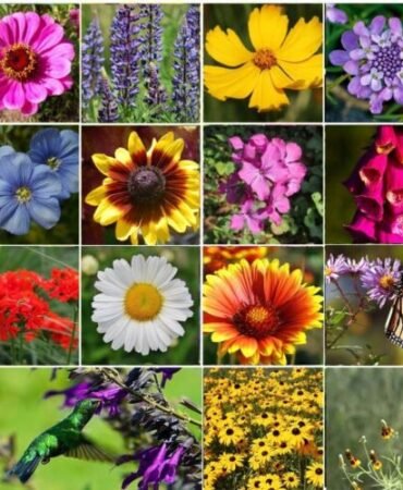 ALL PERENNIAL Wild Flower Mix.  Pollinator Food, Garden Heirloom, 1200+ Seeds