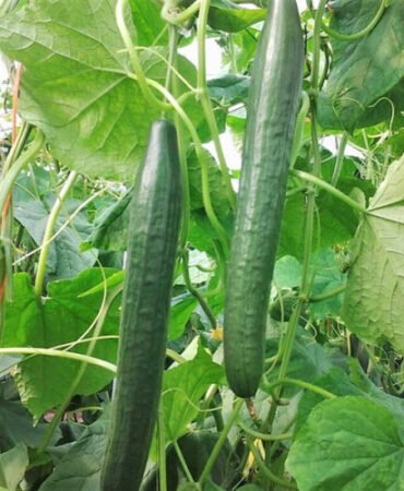 Long Green Improved Cucumber Seeds 50+ Vegetable Garden NON-GMO USA FREE S&H