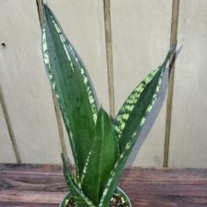 Sansevieria Silver Flame (S. Whitney)  Rare  exotic succulent