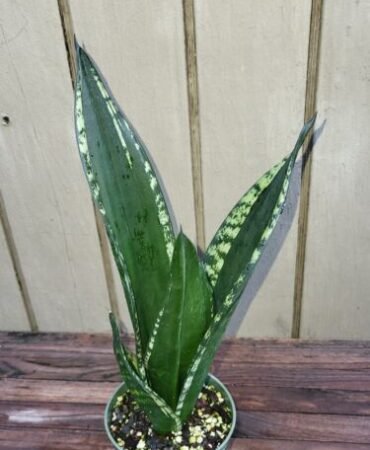 Sansevieria Silver Flame (S. Whitney)  Rare  exotic succulent