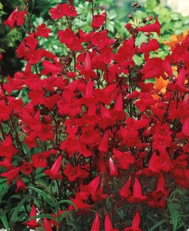 Penstemon EATON'S Red Hummingbird Perennial Beardtongue USA  Non-GMO 200 Seeds!
