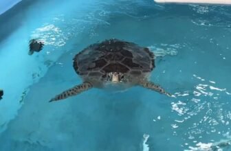 Turtle 1.jpg