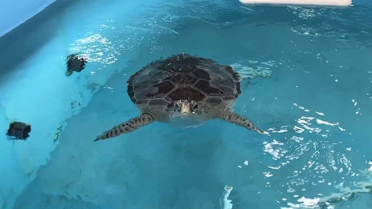 Florida Aquarium sea turtle rehab center features ‘foraging pool’ in Apollo Beach
