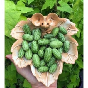 Explore Exotic Flavors with 50pcs Cucamelon Seeds - Mexican Mini  Sour Gherkin