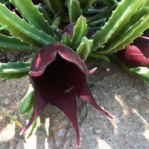 Stapelia Leendertziae exotic huernia rare orbea succulent plant seed 5 seeds