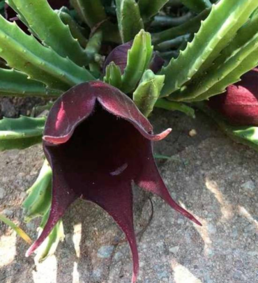 Stapelia Leendertziae exotic huernia rare orbea succulent plant seed 5 seeds