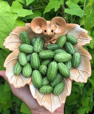 Explore Exotic Flavors with 50pcs Cucamelon Seeds - Mexican Mini  Sour Gherkin