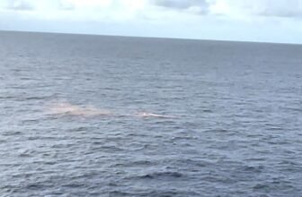 15717304 122724 wls cruise ship overboard 10vo vid.jpg