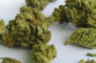 green kush on white textile