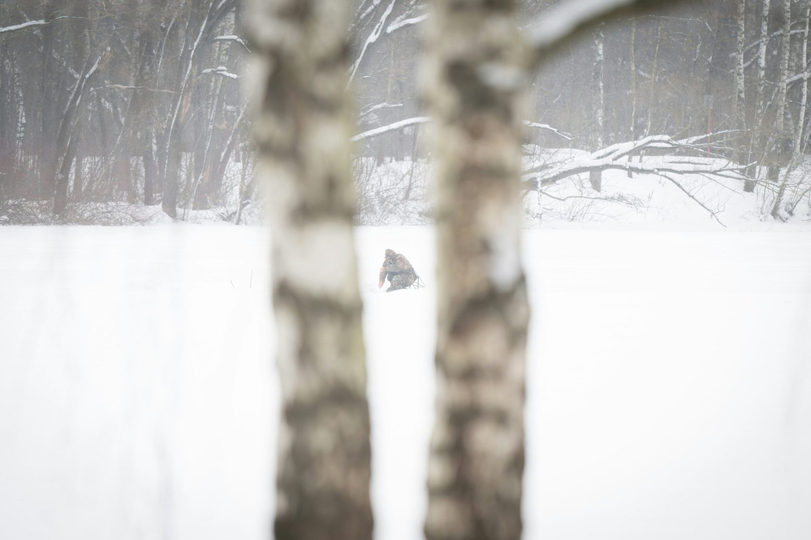 a bird flying over a snow covered forest