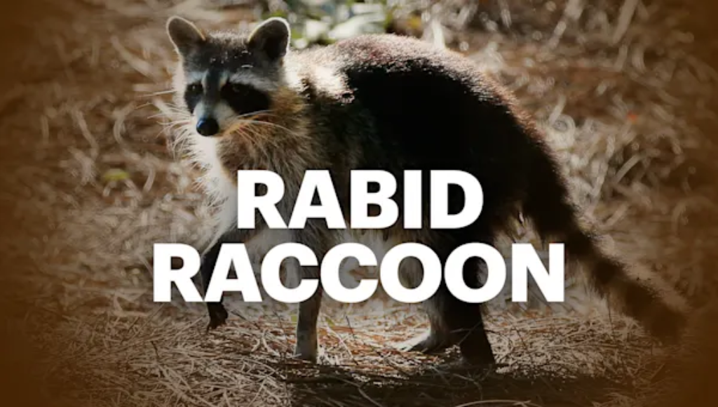 Raccoon found in Amityville tests positive for rabies