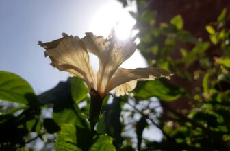 a close up of a flower with the sun in the background