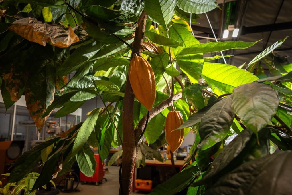 L.A.’s Willy Wonka? The ‘father’ of the Xbox has turned to chocolate