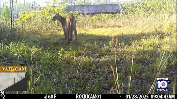 1746642648506_1920x1080_thumbnail.jpg Florida Connectz-4 Florida Panther deaths reported – WPLG Local 10