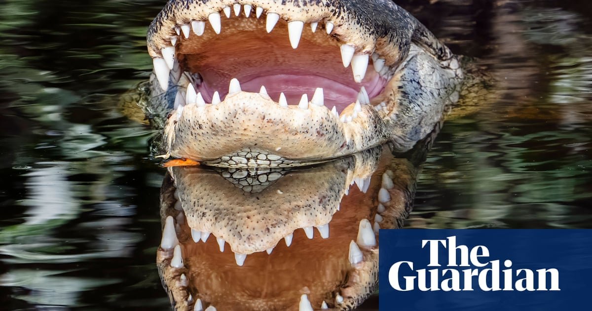 Florida Connectz-Alligator kills woman in Florida after tipping over her canoe | Florida