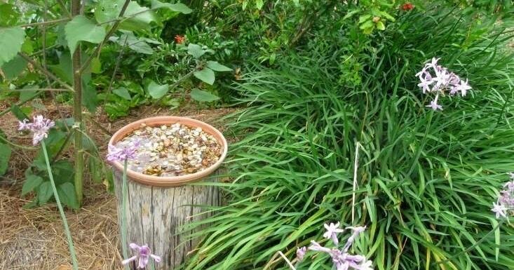 How to Create a Backyard Pollinator Waystation That’s Eco-Chic and Totally DIY | Home Design