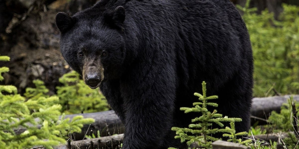 Florida Connectz-Florida confirms first deadly black bear attack in state history